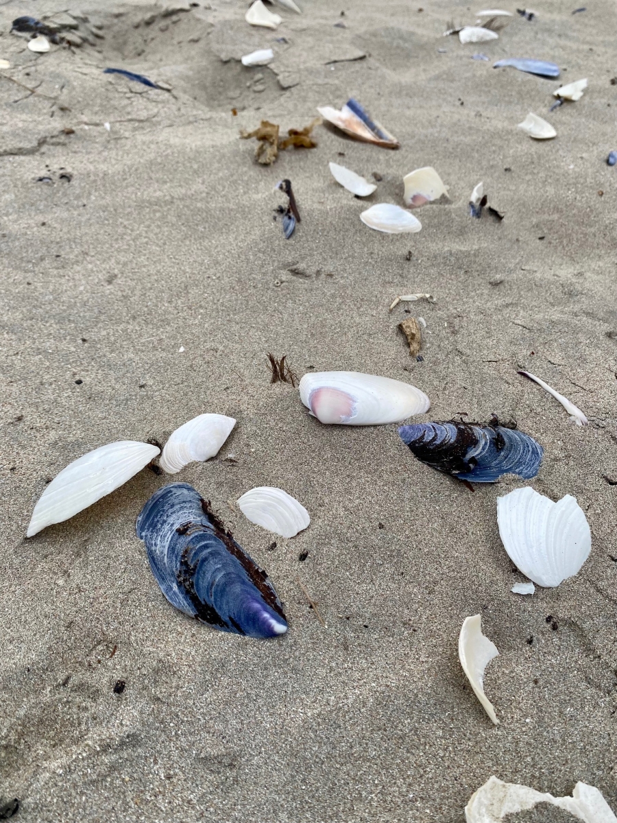 3 Bedroom Property for Sale in Shelley Point Western Cape